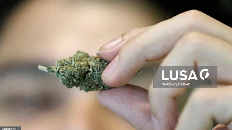 Português detido em Singapura com 36 kg de canábis