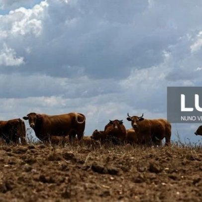 Portugal compra 20.000 doses de vacina contra dermatose nodular e não as usará