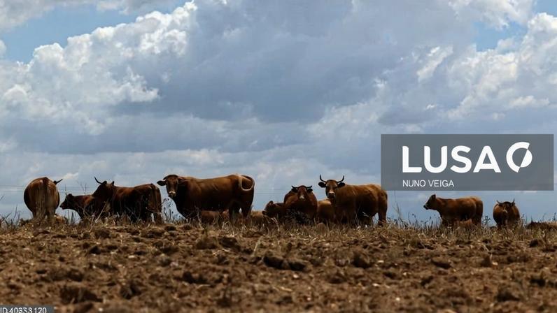 Portugal compra 20.000 doses de vacina contra dermatose nodular e não as usará