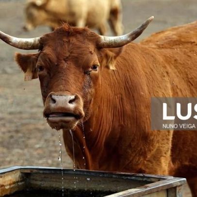 Angola investe na compra de 10,5 milhões de doses de vacinas para gado