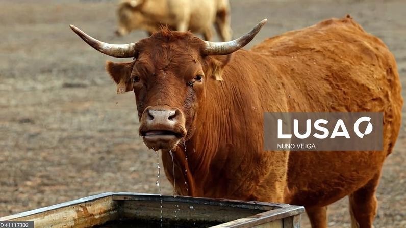 Angola investe na compra de 10,5 milhões de doses de vacinas para gado