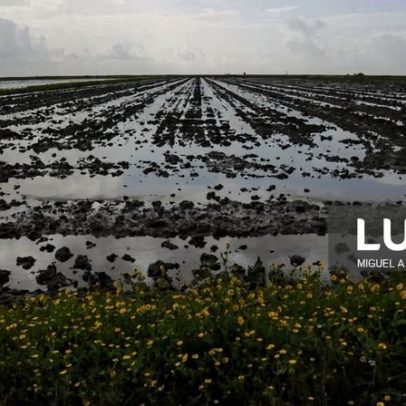 Diretor-geral confirma casos de contaminação por amêijoa japonesa do Tejo