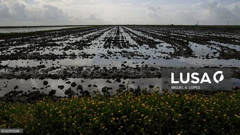 Diretor-geral diz que tem havido casos de contaminação pela ingestão de amêijoa japonesa do Tejo