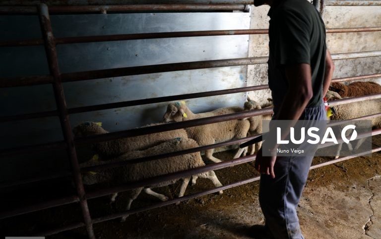 Preço do borrego no Alentejo cai ligeiramente nesta Páscoa