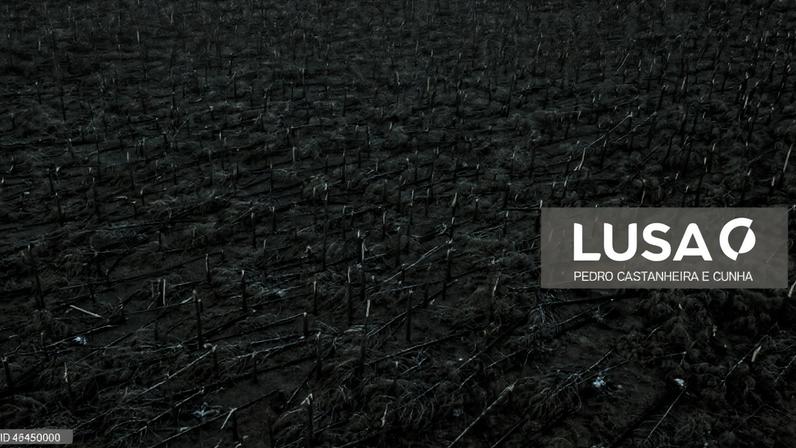 Árvores caídas podem ficar até ao fim de junho, alerta Região de Leiria