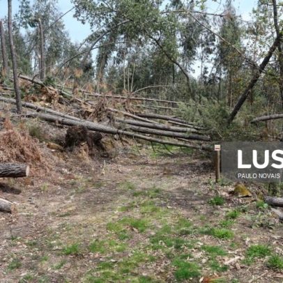 Mata Nacional de Leiria vende árvores tombadas em hasta pública e cria memorial