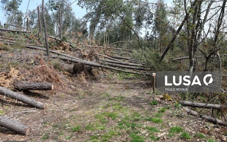 Mata Nacional de Leiria vende árvores tombadas em hasta pública e cria memorial