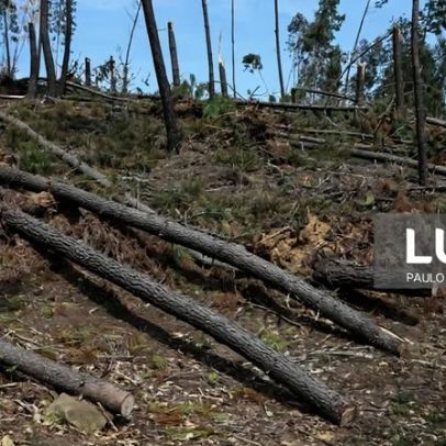 Mau tempo: Medidas do PTRR para a floresta totalizam 660 milhões de euros