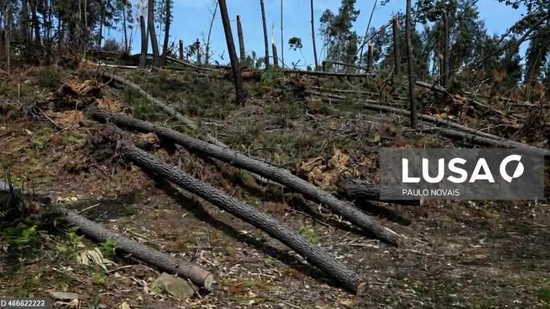 Mau tempo: Medidas do PTRR para a floresta totalizam 660 milhões de euros