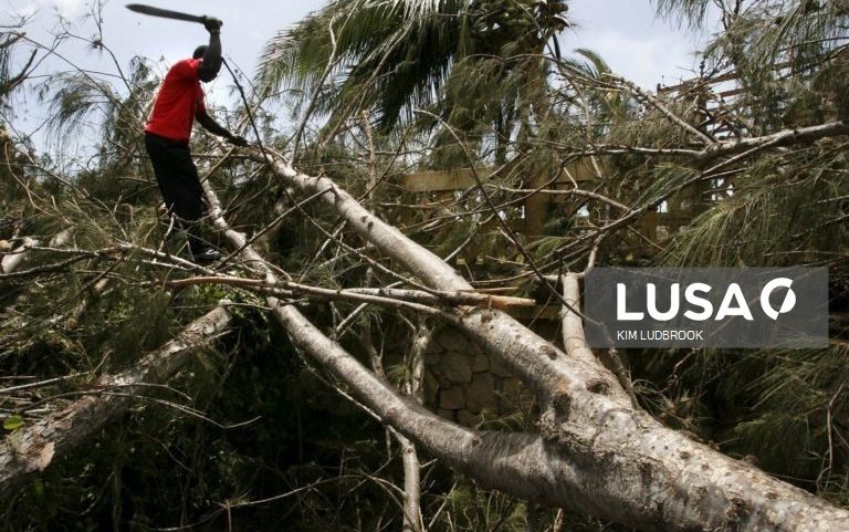 Moçambique mira exportar produtos florestais transformados para reter valor