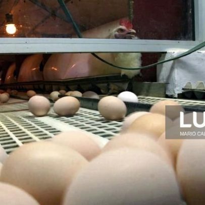 Empresa avícola de Cabo Verde interrompe produção após tempestade em Portugal