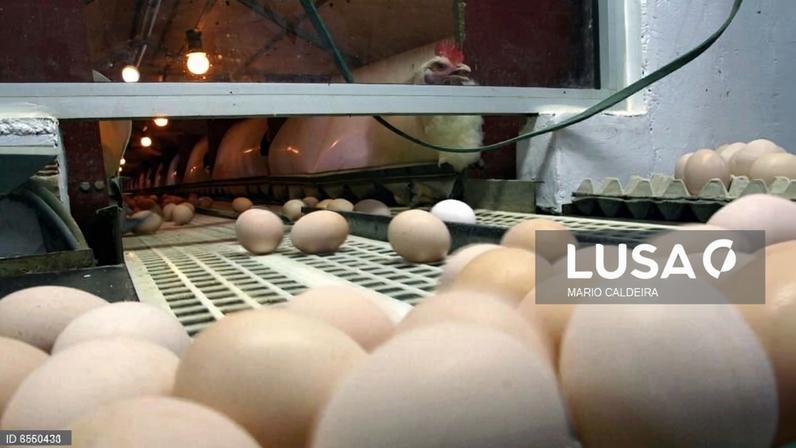 Empresa avícola de Cabo Verde interrompe produção após tempestade em Portugal