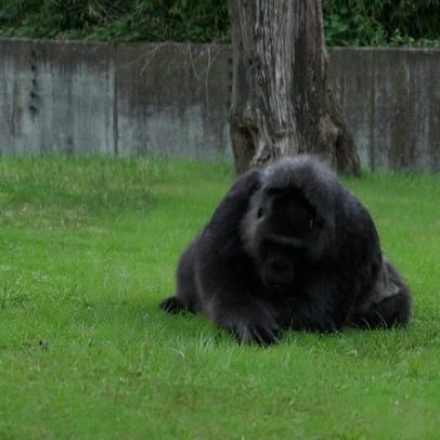 Gorila mais velho do mundo faz 69 anos