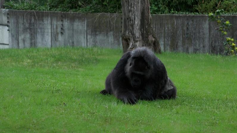Gorila mais velho do mundo faz 69 anos