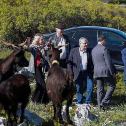 Ministros em Porto de Mós reforçam papel dos rebanhos na prevenção de incêndios