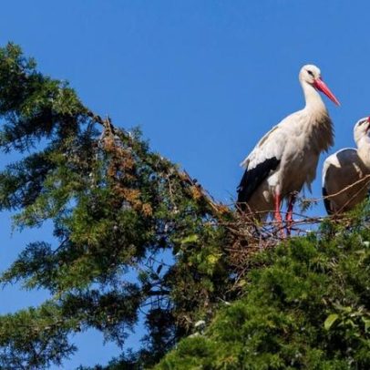 Ministério Público arquiva queixa por abate de ninho de cegonha em Gondomar