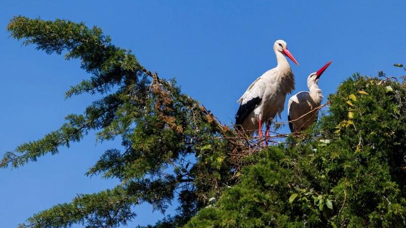 Ministério Público arquiva queixa por abate de ninho de cegonha em Gondomar