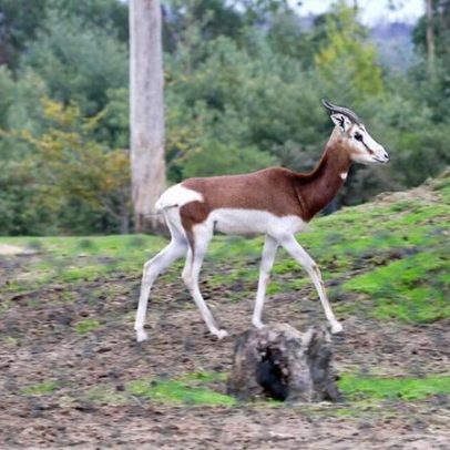 Existem apenas 250 gazelas-dama no mundo, em perigo de extinção