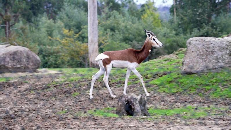 Existem apenas 250 gazelas-dama no mundo, em perigo de extinção
