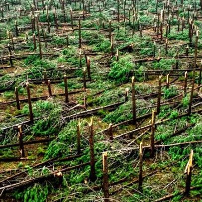 Remoção de madeira de árvores caídas pode atrasar até ao verão