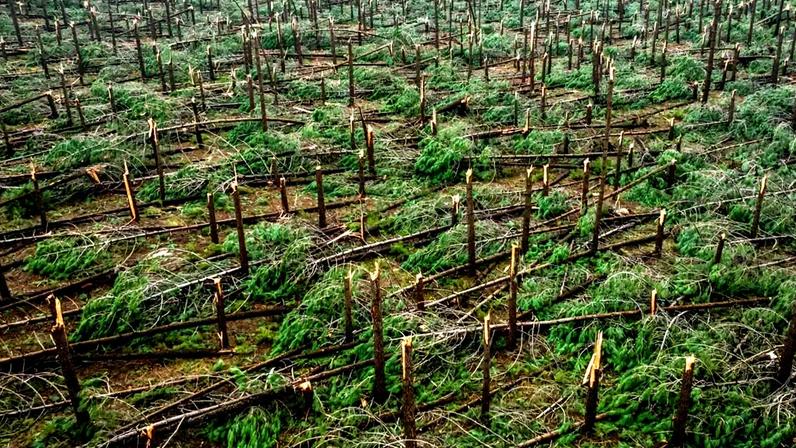 Remoção de madeira de árvores caídas pode atrasar até ao verão