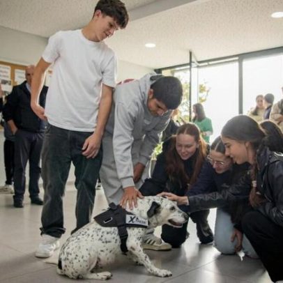 Pintinhas é a nova mascote da Escola de Vila Cova, Barcelos