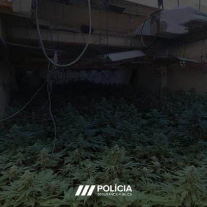 Traficantes detidos com 500 plantas de canábis numa estufa vão para a cadeia