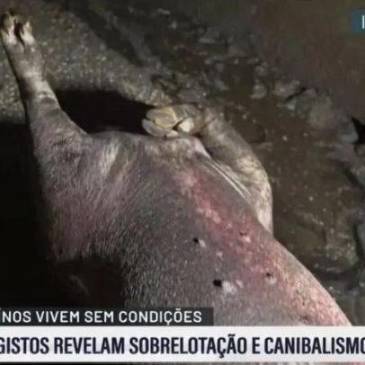 Exploração de Santarém acusada de maus tratos mantém suínos