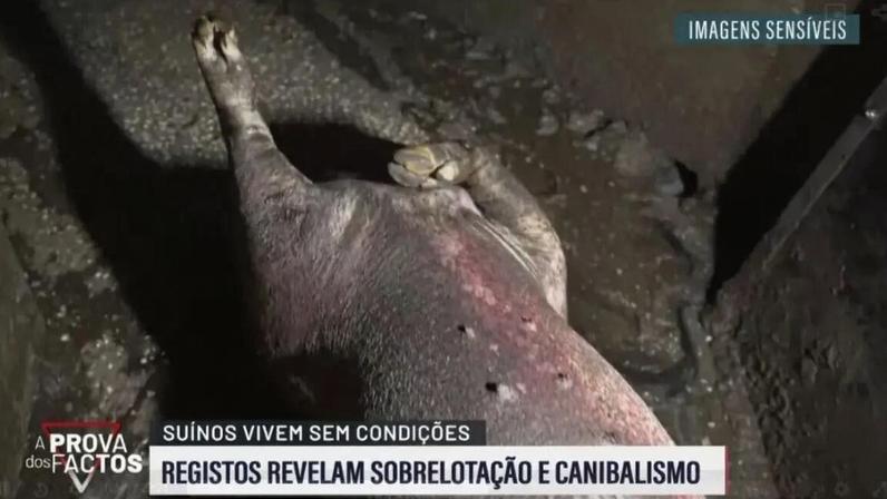 Exploração de Santarém acusada de maus tratos mantém suínos