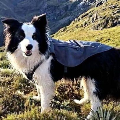 Cadela Molly sobreviveu sozinha uma semana após queda da dona numa cascata