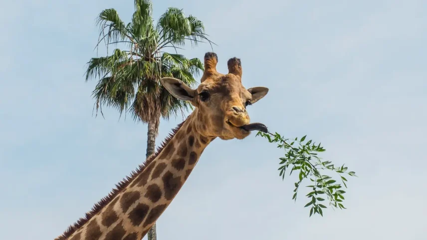 Mais transportes no Porto e ruas cortadas pela Queima das Fitas