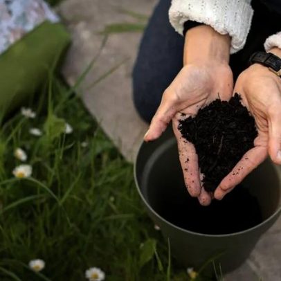 Devo mudar as plantas de vaso? Guia prático de repotação