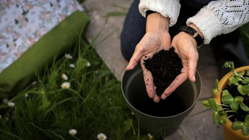 Imagem de contexto do artigo Devo mudar as plantas de vaso?
