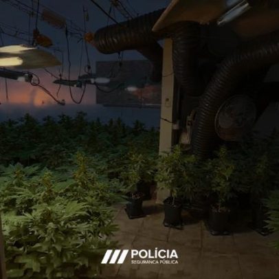 Casa convertida em estufa de canábis era abastecida com energia furtada
