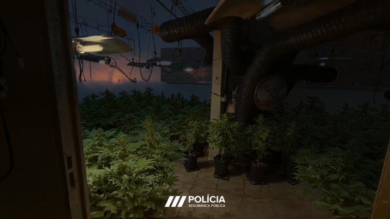 Casa convertida em estufa de canábis era abastecida com energia furtada