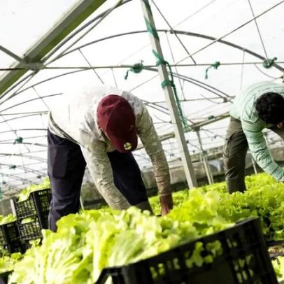 Agricultura lidera vistos na via verde da imigração em Portugal
