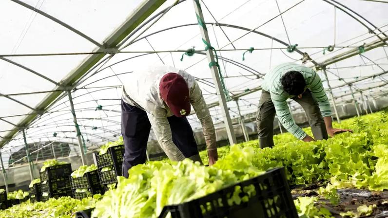 Agricultura lidera vistos na via verde da imigração em Portugal