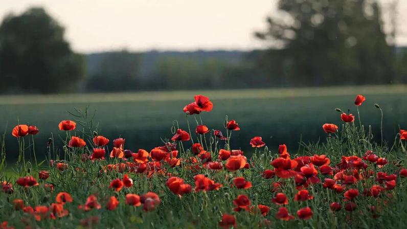 Crónica de André Rosa analisa silêncio e tempo como novos luxos