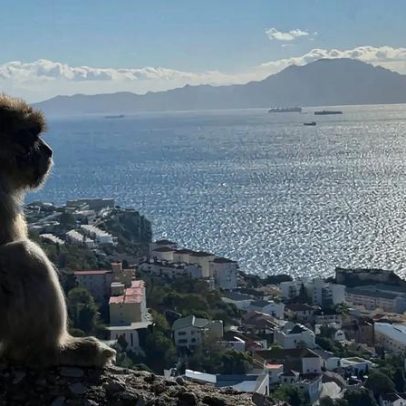 Macacos-do-Gibraltar mudam hábitos, culpa é dos turistas