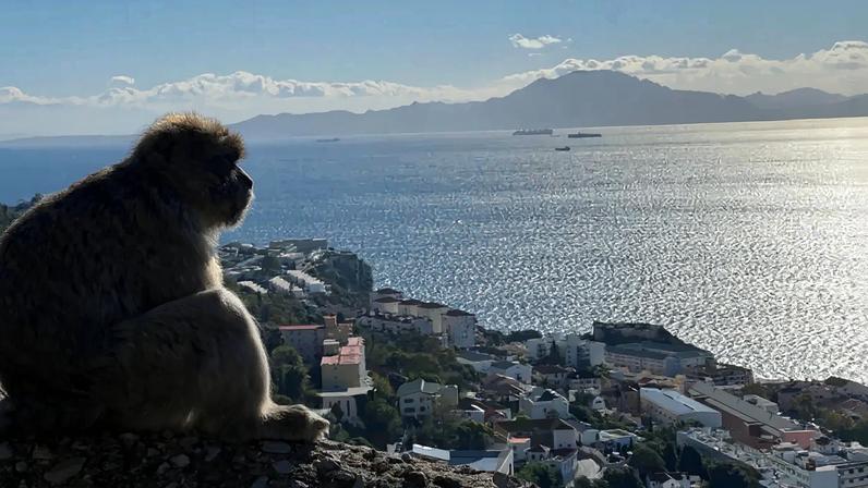Macacos-do-Gibraltar mudam hábitos, culpa é dos turistas