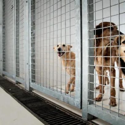 Portugueses adotaram 60 cães e gatos por dia no ano passado