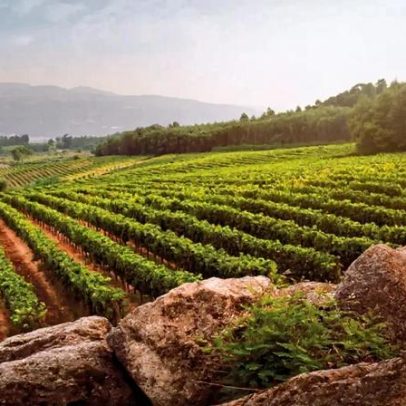 Vinhos do Dão exportam mais da metade do negócio, apesar de queda de produção