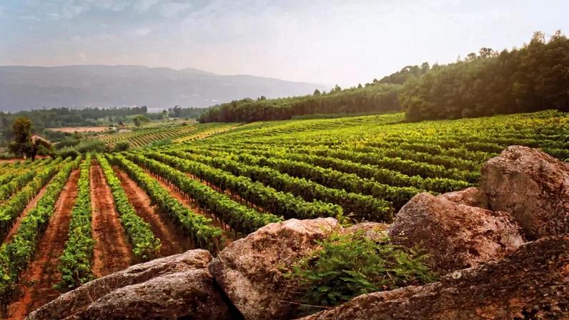 Vinhos do Dão exportam mais da metade do negócio, apesar de queda de produção