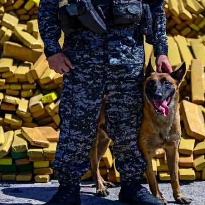 Cão farejador localiza 48 toneladas de canábis num bunker no Rio