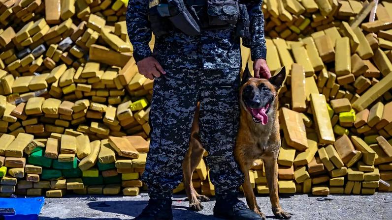 Cão farejador localiza 48 toneladas de canábis num bunker no Rio
