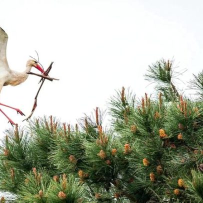 Cegonhas: sentinelas que marcam a paisagem