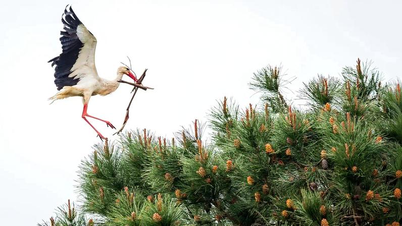 Cegonhas: sentinelas que marcam a paisagem