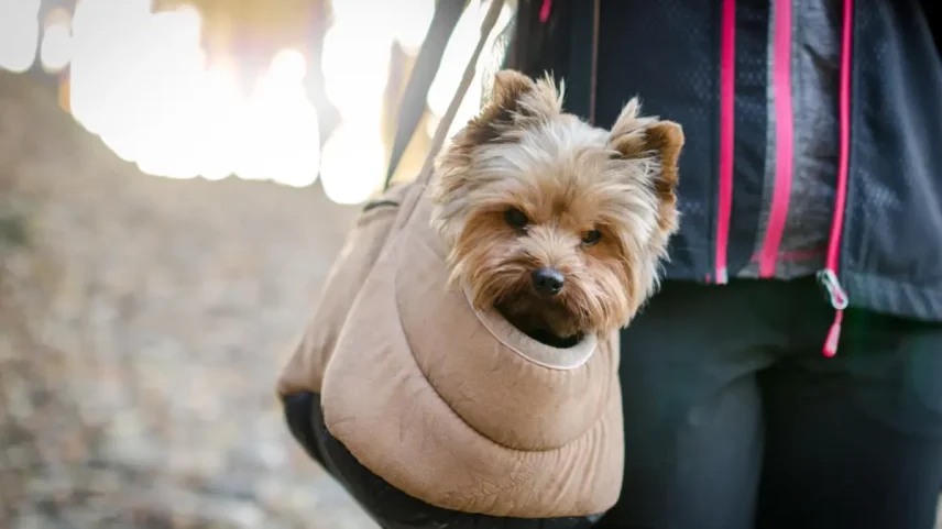 União Europeia atualiza normas para circulação de animais de estimação