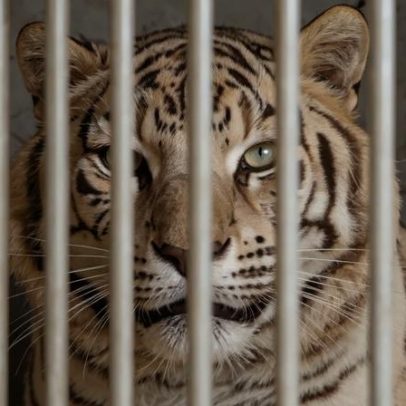 Último tigre de circo de Portugal entregue a santuário espanhol