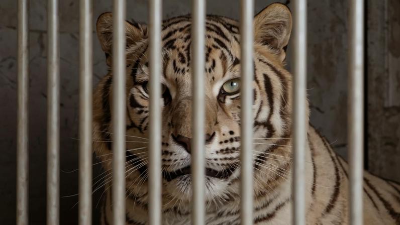 Tigre chegou ao santuário sem as garras, com cataratas e sem uma presa, descreveu a associação animal que o recebeu